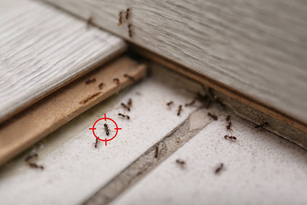 Best Mosquito Control Services  in Wartburg, TN