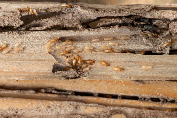 Wasp Removal Services in Wartburg, TN
