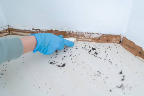 Flea Control Services in Wartburg, TN